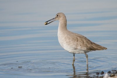 Willet with clam