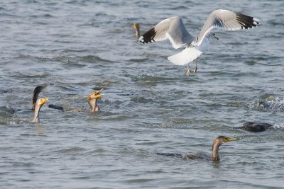 Ring-billed Gull and Double-crested Cormorants feeding