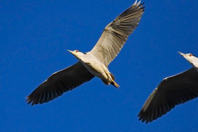 Black-crowned Night Heron