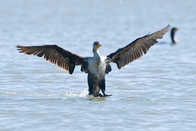 Double-crested Cormorant landing