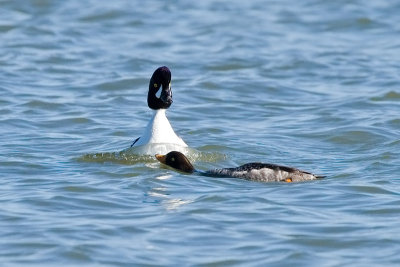 Barrow's Goldeneyes about to mate