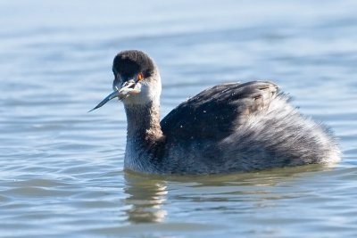 Eared Grebe with fish
