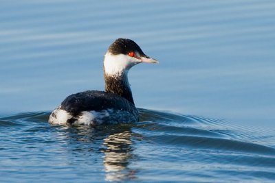 Horned Grebe