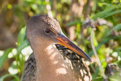 Clapper Rail