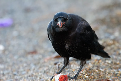 American Crow with bone
