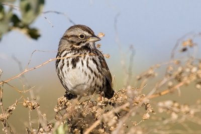 Song Sparrow