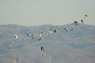 21 Black Skimmers