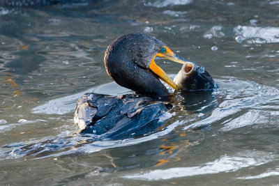 Double-crested Cormorant with fish