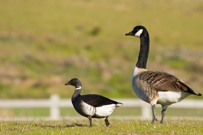 Brant and Canada Goose