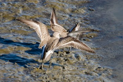 Western Sandpipers fighting 1