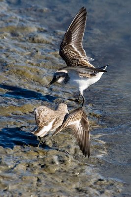 Western Sandpipers fighting 2