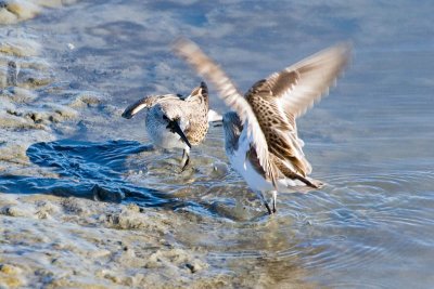 Western Sandpipers fighting 3