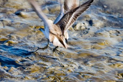 Western Sandpipers fighting 4