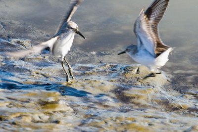 Western Sandpipers fighting 5