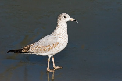 Ring-billed Gull on ice