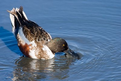 Northern Shoveler