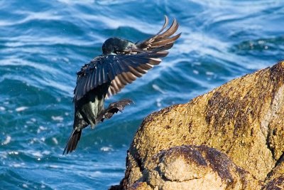 Brandt's Cormorant landing