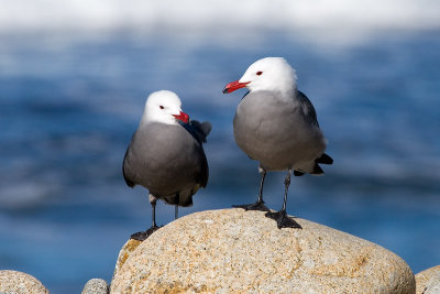 Heermann's Gulls