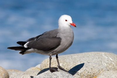 Heermann's Gull