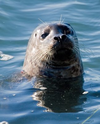 Harbor Seal