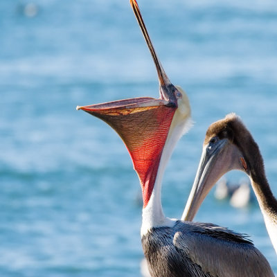 Brown Pelican