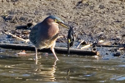 Grean Heron with Yellow-rumped Warbler