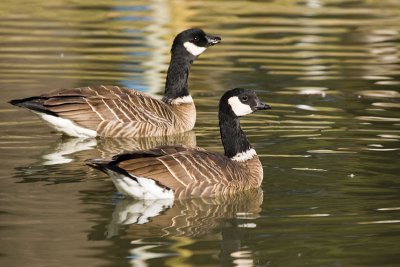 Aleutian Cackling Geese