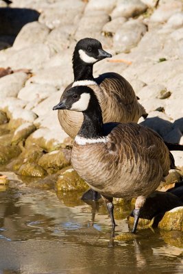 Aleutian Cackling Geese at edge of ice