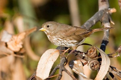 Fox Sparrow