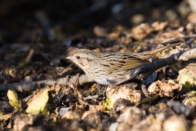 Lincoln's Sparrow on brussels sprouts