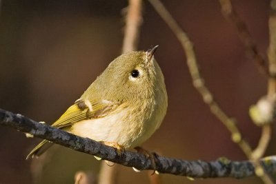 Ruby-crowned Kinglet