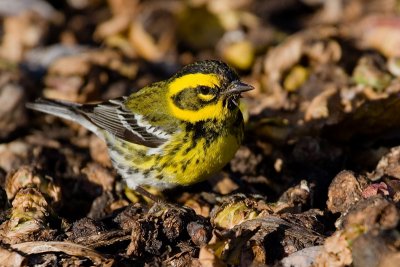 Townsend's Warbler on brussels sprouts