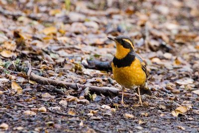 Varied Thrush, male