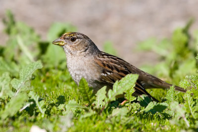 Golden-crowned Sparrow