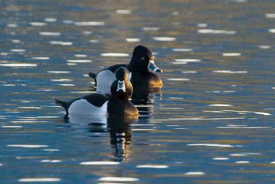 Ring-necked Ducks