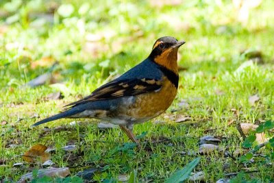 Varied Thrush, male