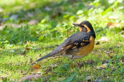 Varied Thrush, male