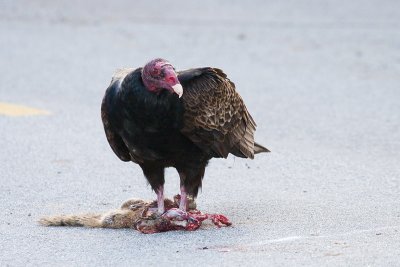 Turkey Vulture with Squirrel