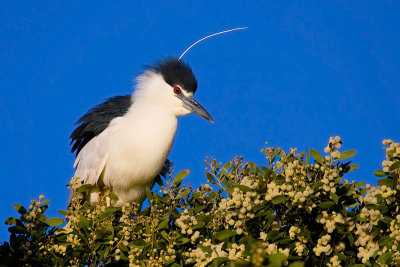 Black-crowned Night Heron