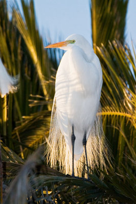 Great Egret