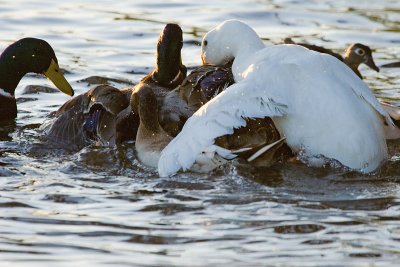 Stack of ducks watched by Wood Duck