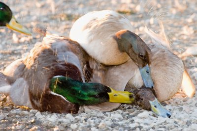 Duck pinned on ground