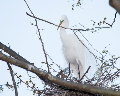 Great Egret building nest