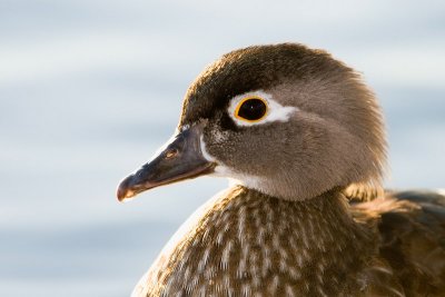 Wood Duck, female