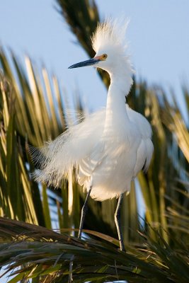 Snowy Egret