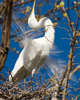 Great Egret courtship display