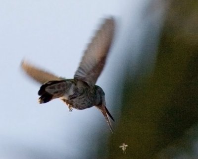Annas Hummingbird catching insect