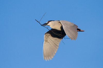 Black-crowned Night Heron