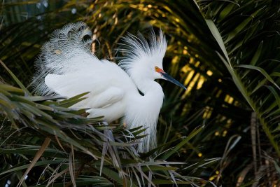 Snowy Egret