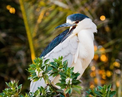 Black-crowned Night Heron